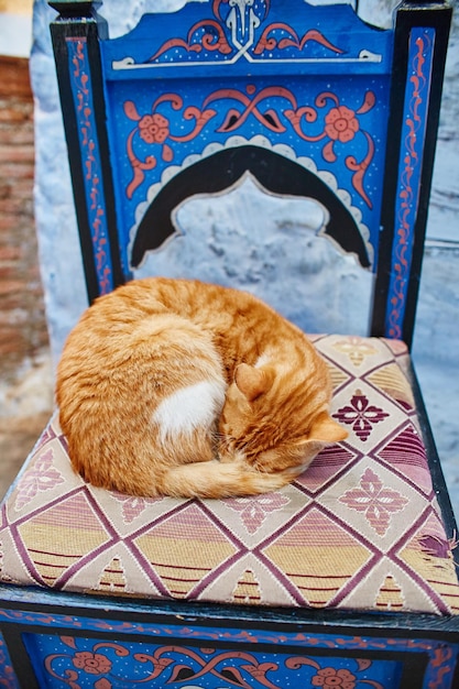 Lindos gatos vadios dormem e andam pelas ruas de marrocos. belas ruas de contos de fadas de marrocos e gatos que vivem nelas. gatos desabrigados solitários