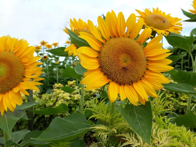 Lindos girassóis amarelos brilhantes florescendo com abelha