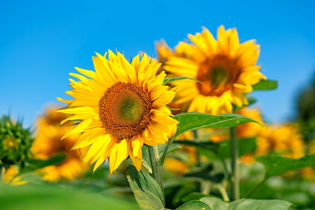 Lindos girassóis no campo de verão