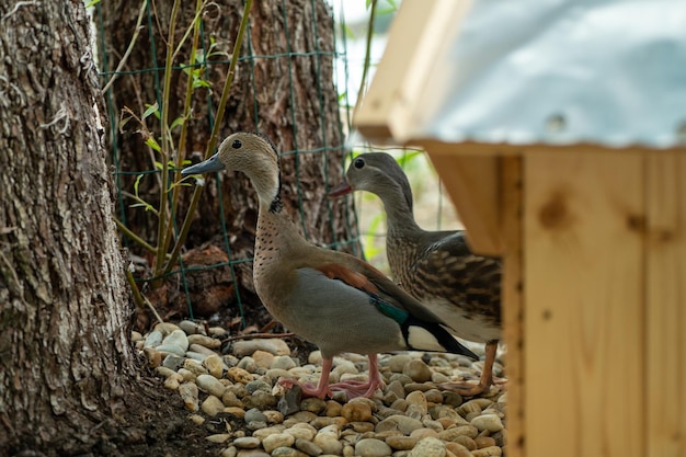 Lindos jovens patos mandarim