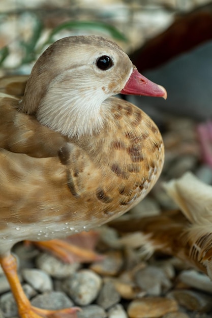 Lindos jovens patos mandarim