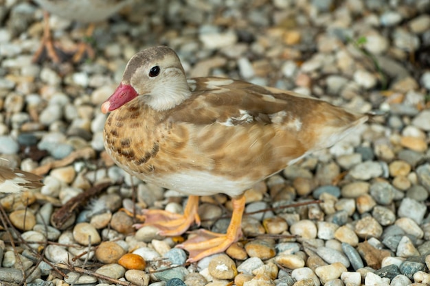 Lindos jovens patos mandarim