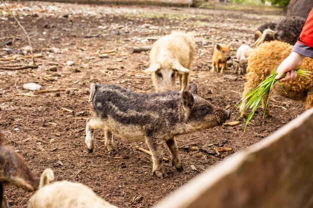 Lindos leitões encaracolados vivendo no curral ao ar livre