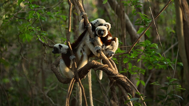 Lindos lémures en un árbol en el bosque