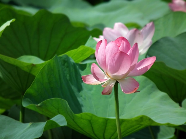 Lindos lótus rosa crescem no lago grandes lótus asiáticos nelumbo nucifera