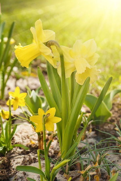 Lindos narcisos amarelos no jardim na primavera