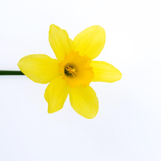 Lindos narcisos amarillos brillantes aislados sobre fondo blanco