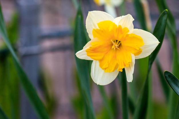 Lindos narcisos canastra de verão