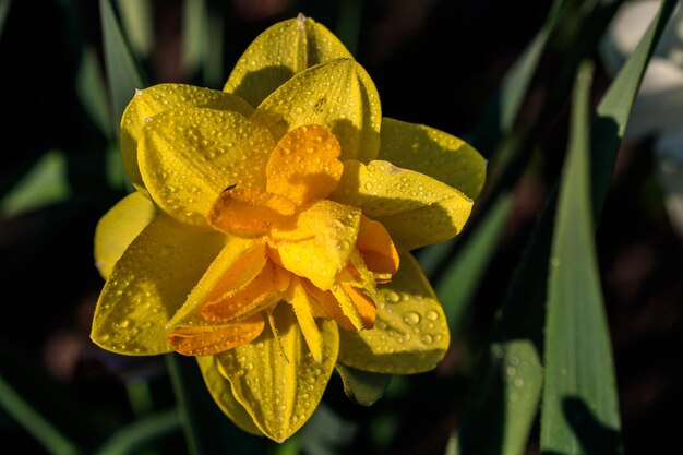 Lindos narcisos de terry de verão