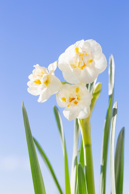 Lindos narcisos no fundo do céu azul