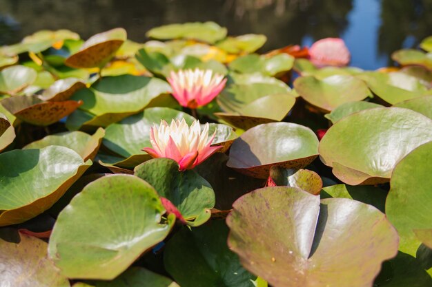 Lindos nenúfares cor-de-rosa à luz do sol em um fundo verde da floresta selvagem natural Um nenúfar florescendo em uma lagoa é cercado por folhas A flor de lótus Decoração no parque