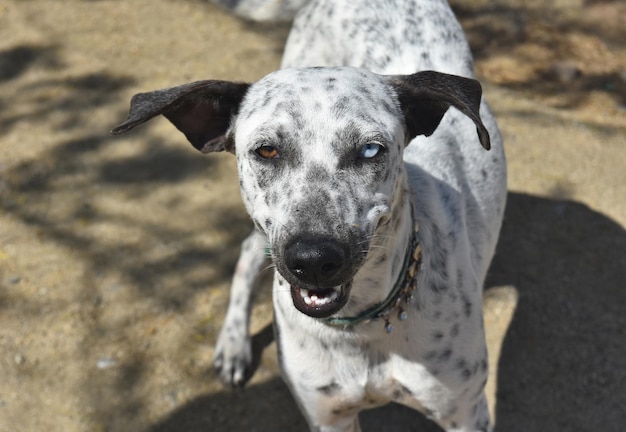 Lindos olhos de duas cores no rosto de um cachorro cunucu em aruba.