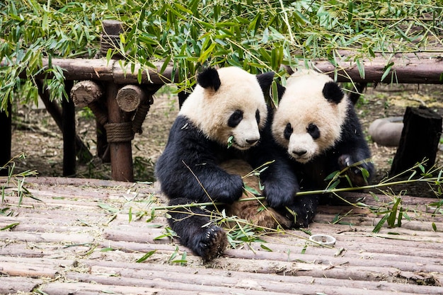 Lindos osos panda gigantes comiendo bambú en el zoológico de Chengdu, Chengdu, China