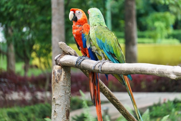 Lindos papagaios da Nicarágua.