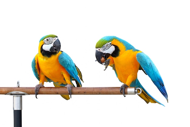 Lindos papagaios de arara empoleirados em um galho.