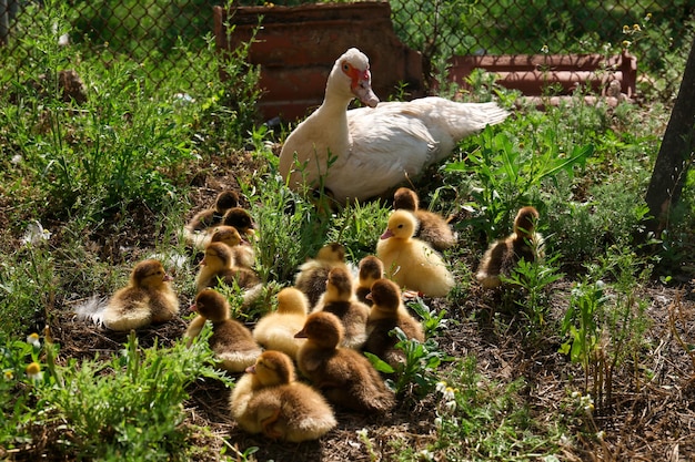 Lindos patitos esponjosos con madre en el corral