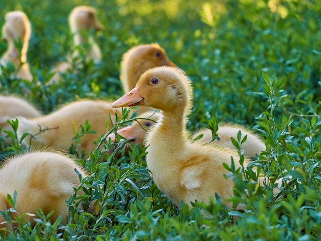 Lindos patitos jóvenes sobre un fondo natural.