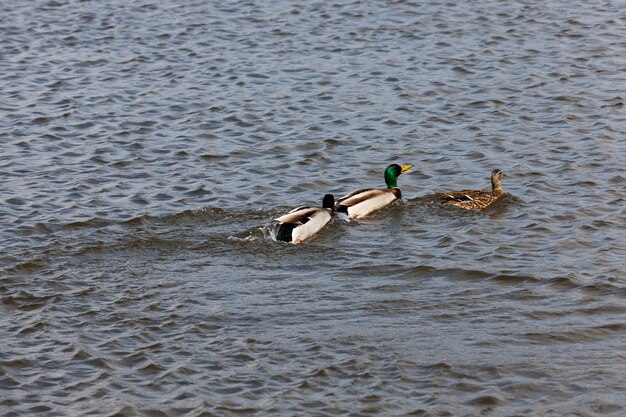 Lindos patos aves aquáticas na água, patos selvagens flutuando na água do lago ou rio, patos selvagens flutuando no lago