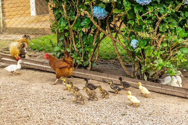 Lindos patos deitado na grama descansando.