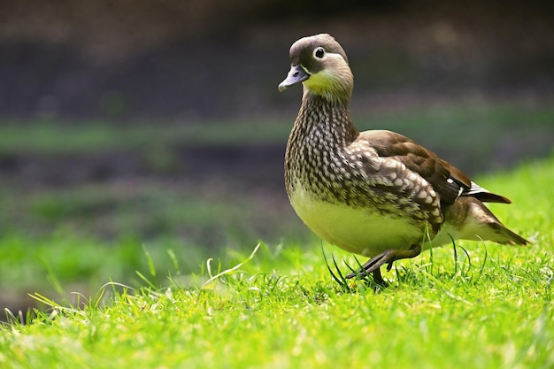 Foto lindos patos mandarim animais em estado selvagem fundo colorido natural