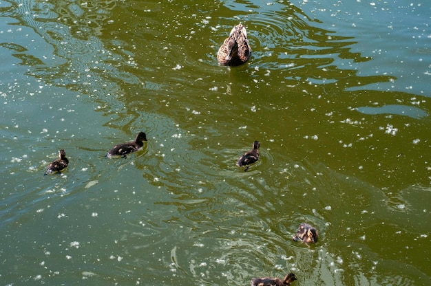 Lindos patos salvajes nadan en el lago