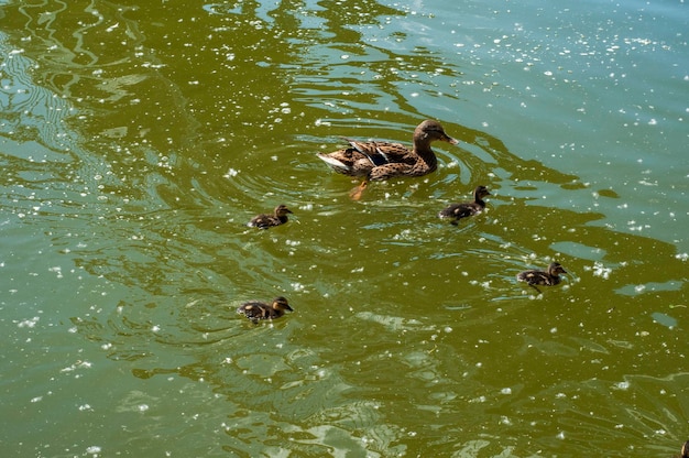 Lindos patos salvajes nadan en el lago