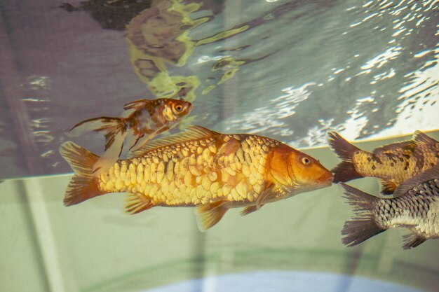 Foto lindos peixes coloridos nadam no ambiente do aquário