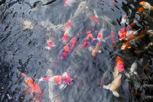 Lindos peixes koi em lago no jardim