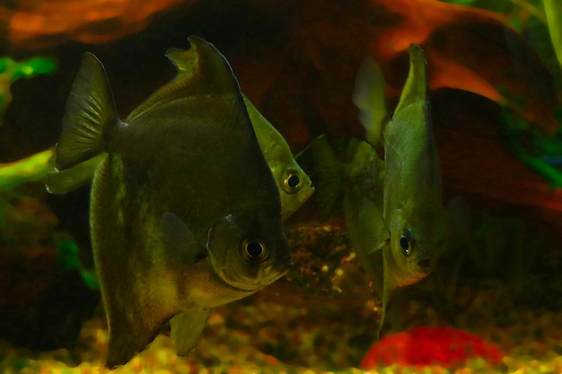 Lindos peixes pequenos nadam em um grande aquário doméstico