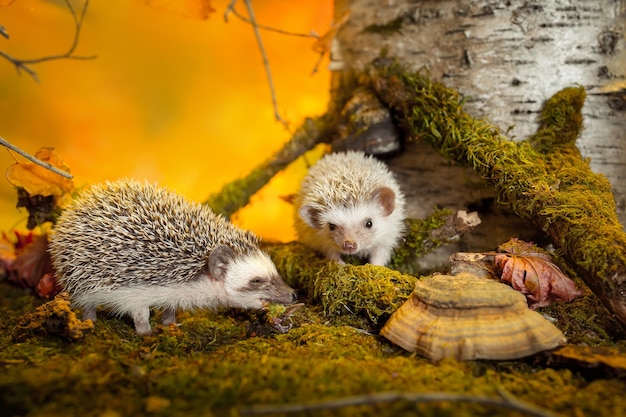 Lindos pequenos ouriços pigmeus africanos na floresta