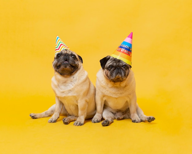 Foto lindos perritos celebrando un cumpleaños