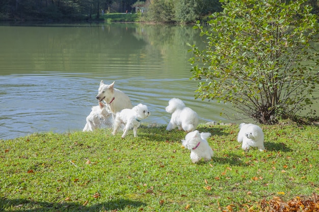 Lindos perros blancos jugando en un parque