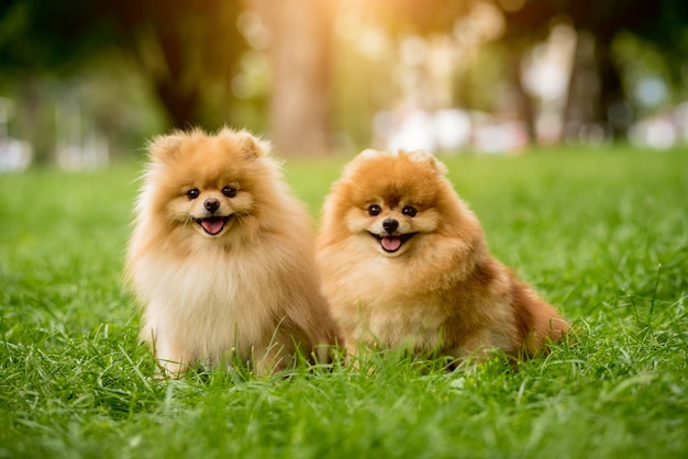 Lindos perros pomerania en el parque