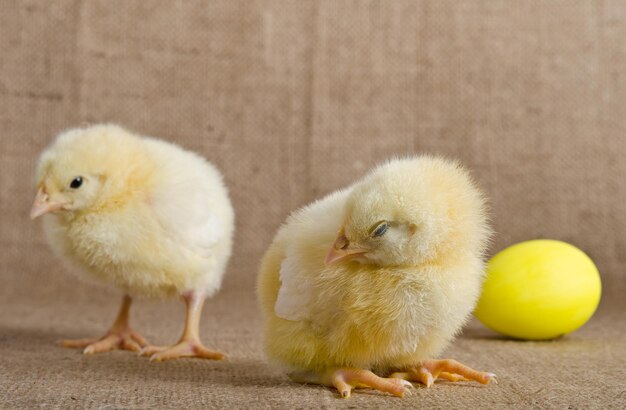 Foto lindos pollitos y huevos de pascua