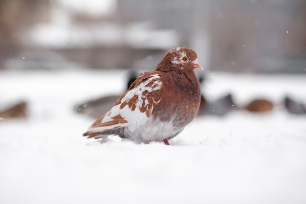 Lindos pombos sentam-se na neve no parque da cidade no inverno. Perto dos pombos no inverno na praça do parque. Pássaros no frio estão esperando pela comida das pessoas.