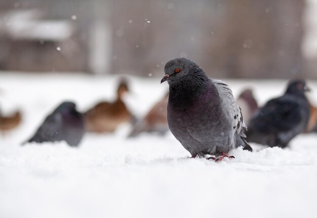 Lindos pombos sentam-se na neve no parque da cidade no inverno