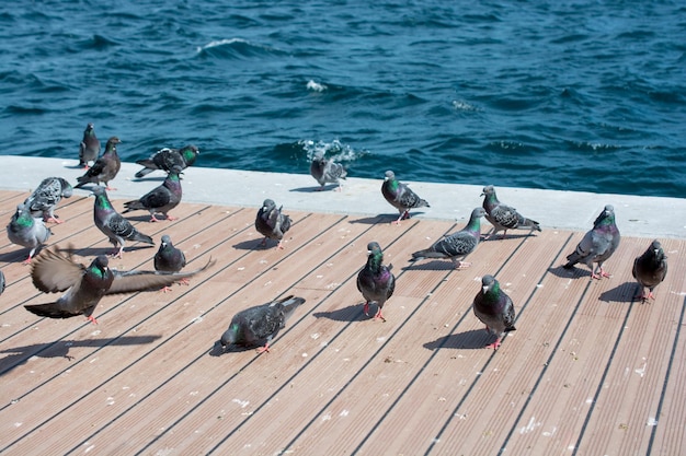 lindos pombos