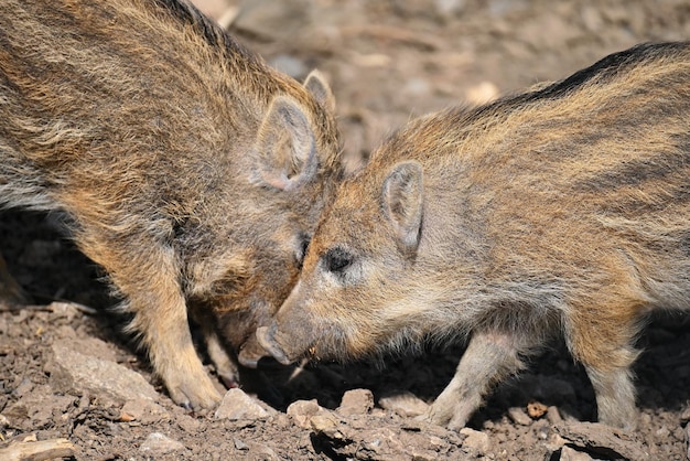 Lindos porquinhos selvagens na natureza Javali selvagem Animal na floresta