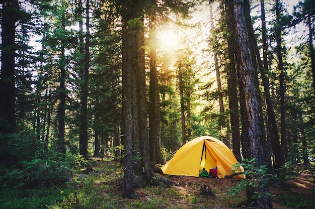 Lindos raios de sol na floresta de nevoeiro. Cena incrível de acampamento no parque com raios de sol e nevoeiro. Sombras e luzes da manhã, harpa do sol na floresta. Local de acampamento com barraca amarela em vigas ensolaradas.