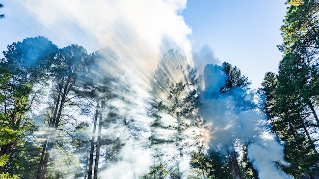 Lindos raios de sol passam pela fumaça na floresta de outono. Sibéria, Rússia.