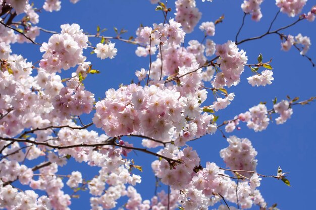 Lindos ramos de cereja rosa ou flores de Sakura em um parque Flores de primavera no fundo do céu azul
