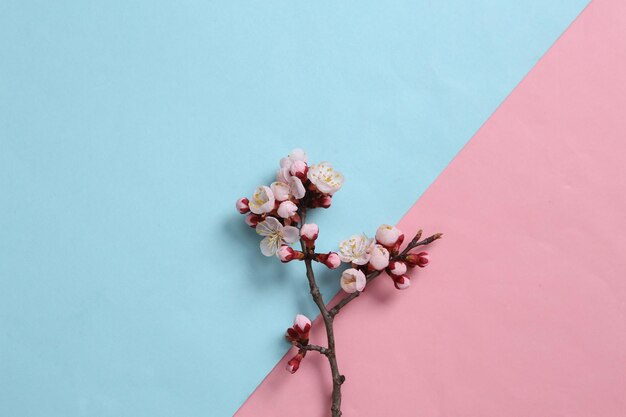 Lindos ramos de flores cor-de-rosa sobre fundo azul-rosa Conceito de primavera Vista superior plana