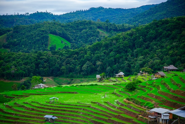 Lindos terraços de arroz de pa bong piang na vila de pa bong piang em mae cham, chiangmai, tailândia