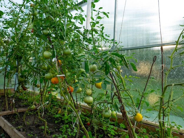 Lindos tomates maduros, cultivados em uma estufa. fundo bonito