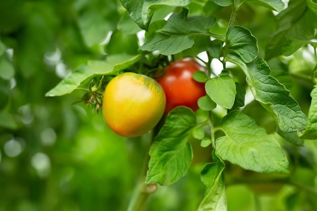 Lindos tomates maduros vermelhos cultivados em uma estufa Agricultura orgânica