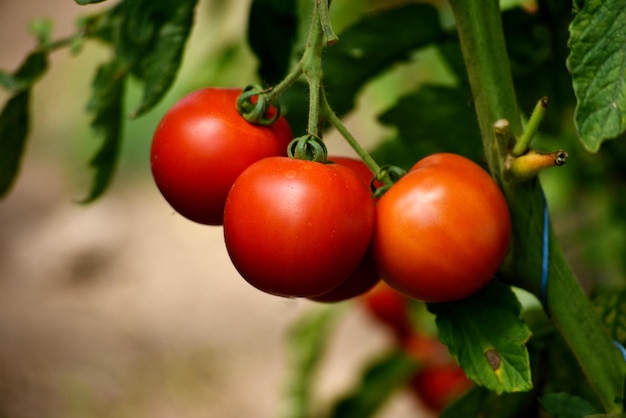 Lindos tomates maduros vermelhos cultivados em uma estufa de fazenda