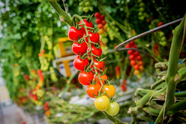 Lindos tomates maduros vermelhos cultivados em uma estufa.