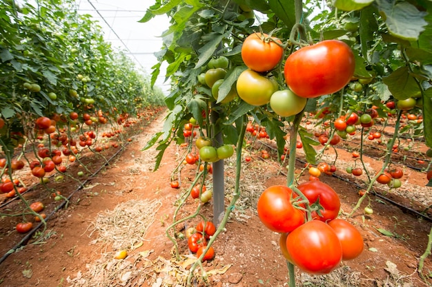 Lindos tomates maduros vermelhos cultivados em uma estufa.