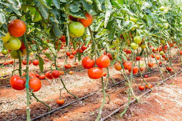 Lindos tomates maduros vermelhos cultivados em uma estufa.