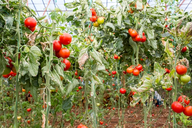 Lindos tomates maduros vermelhos cultivados em uma estufa.